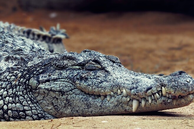 Crocodile Park