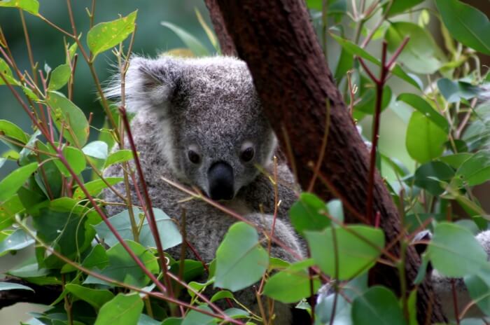 Currumbin Sanctuary
