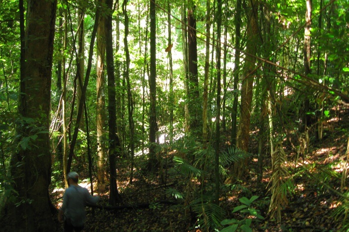 Daintree Rainforest