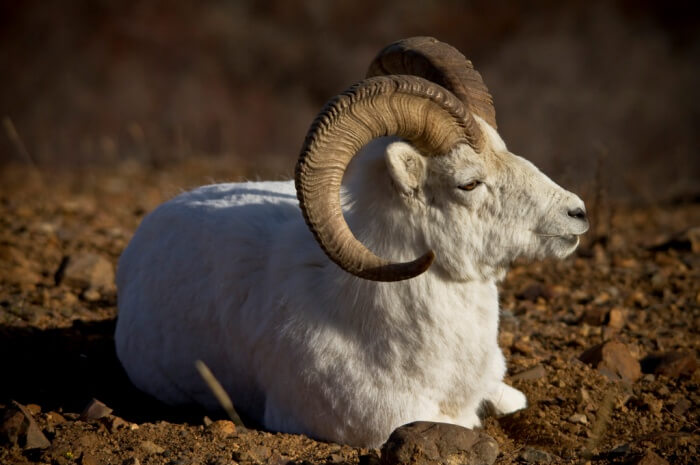 Dall Sheep