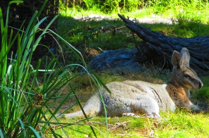 David Fleay Wildlife Park