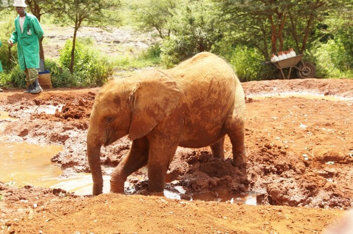 David Sheldrick Wildlife Trust