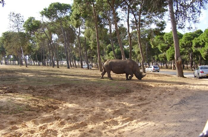 Details-About-Ramat-Gan-Safari-In-Israel
