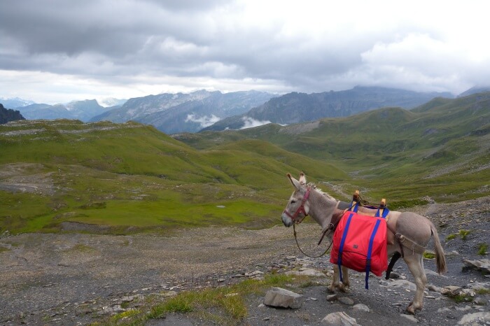Donkey Mountain