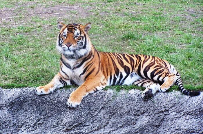 Dreamworld Tiger Cub Walk