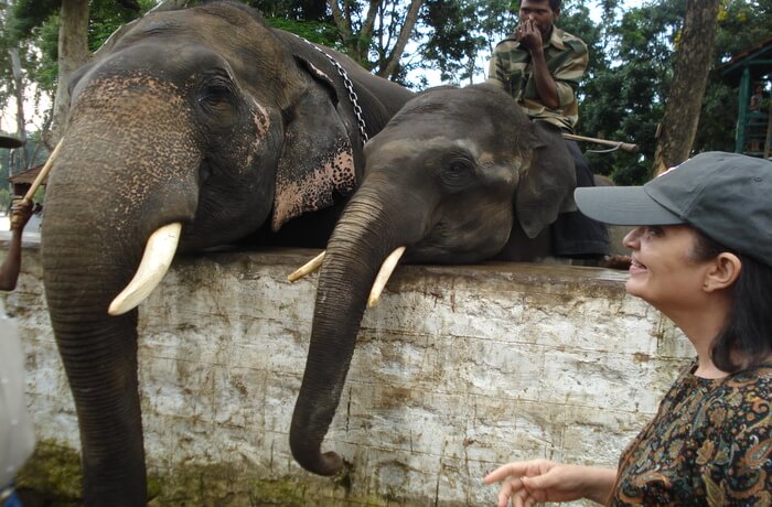 Elephant Transit Home