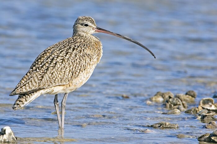 Eskimo Curlew