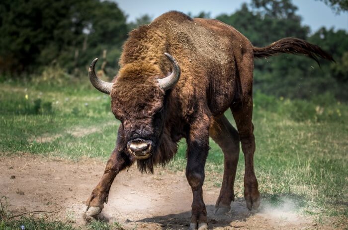 European Bison