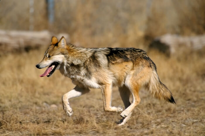 European Wolf