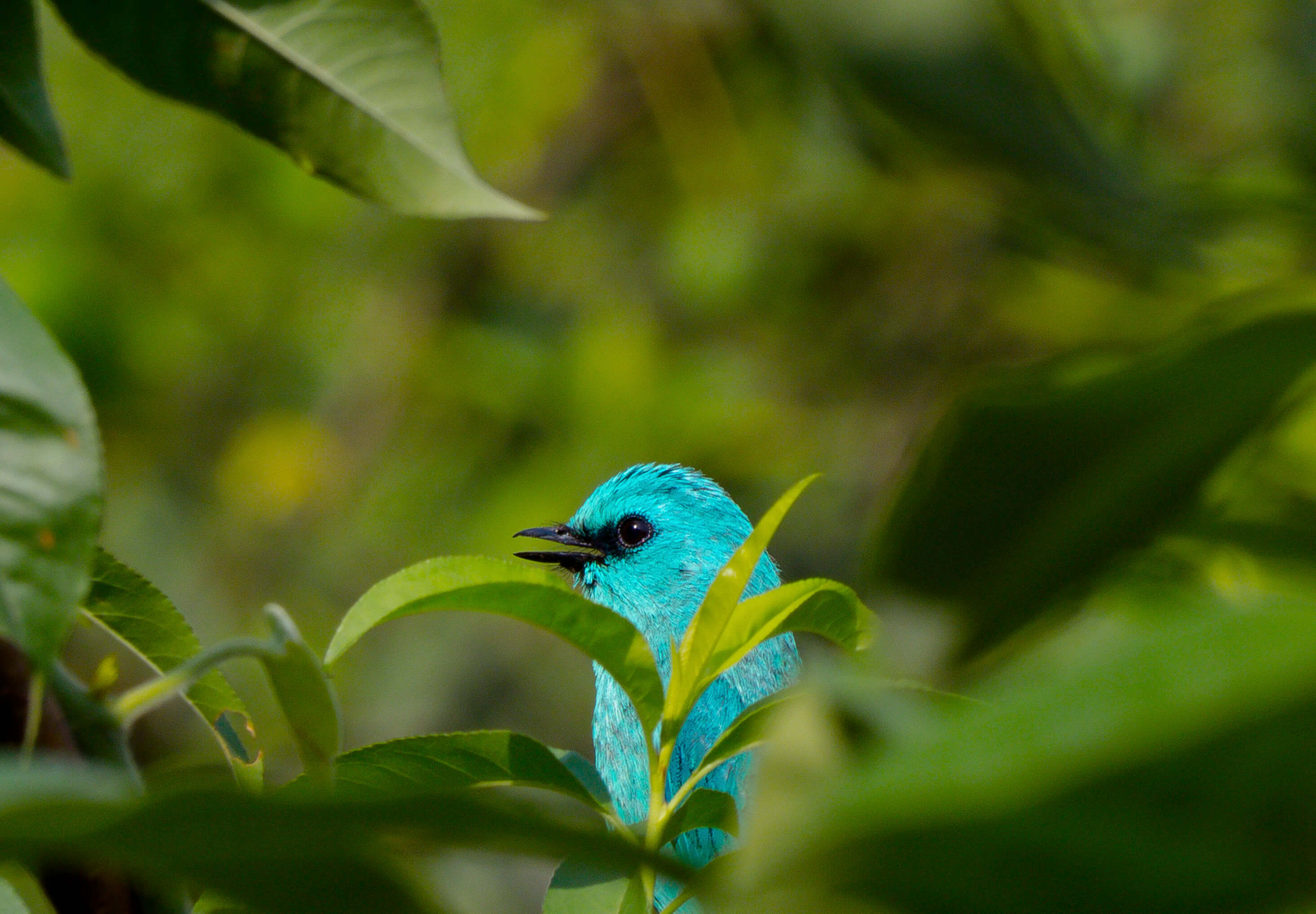 a blue bird in a jungle