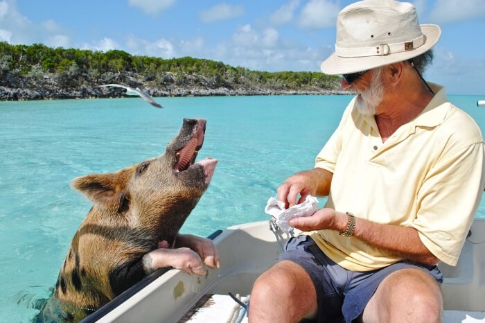 Exumas Bahamas Bahamas Staniel Cay Swimming Pig