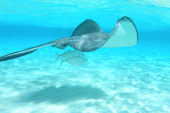scuba