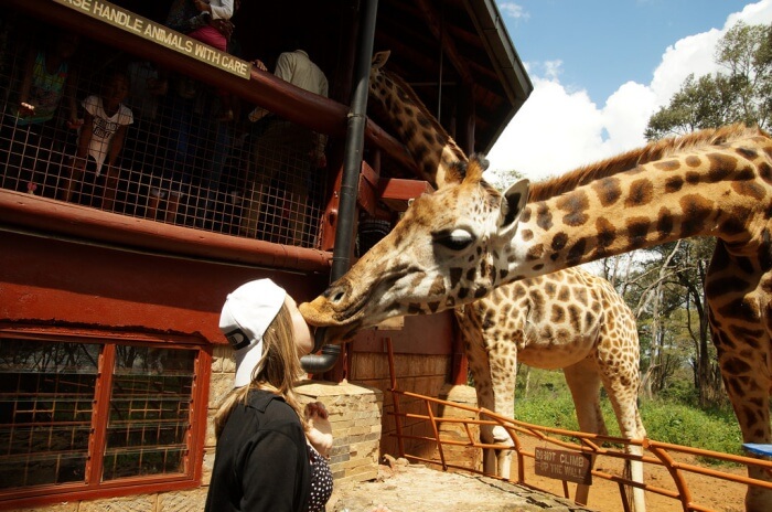 Giraffe Centre