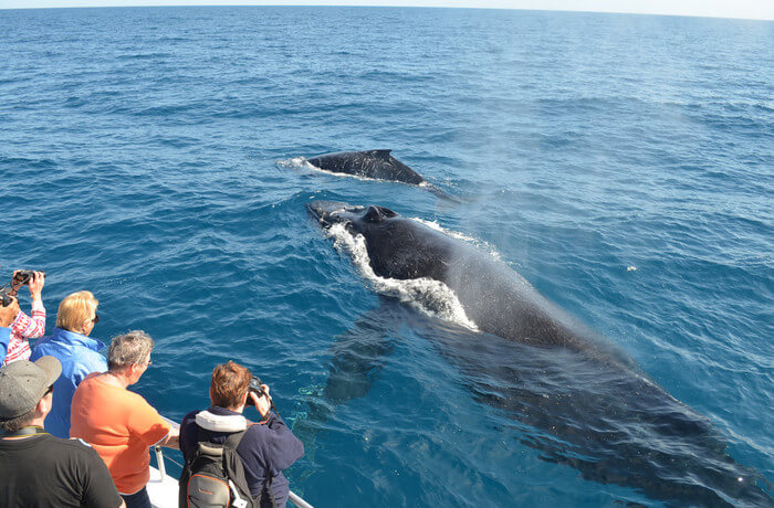 Go Whale Watching