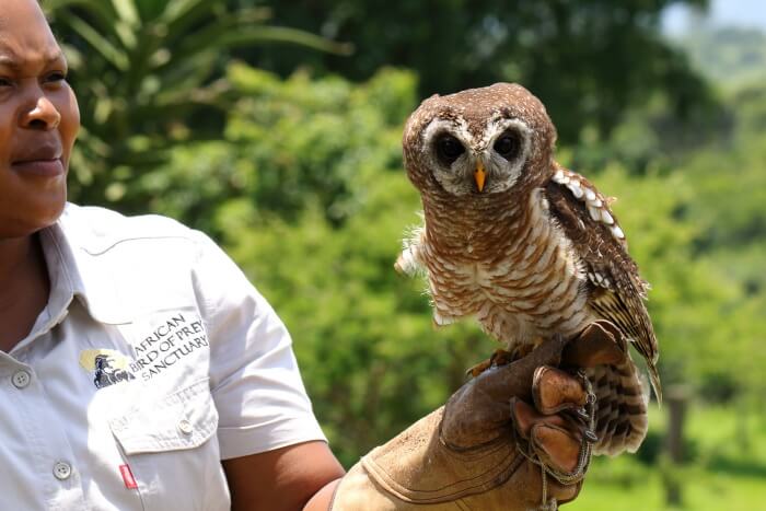 Go for African bird watching in the African Bird of Prey Sanctuary