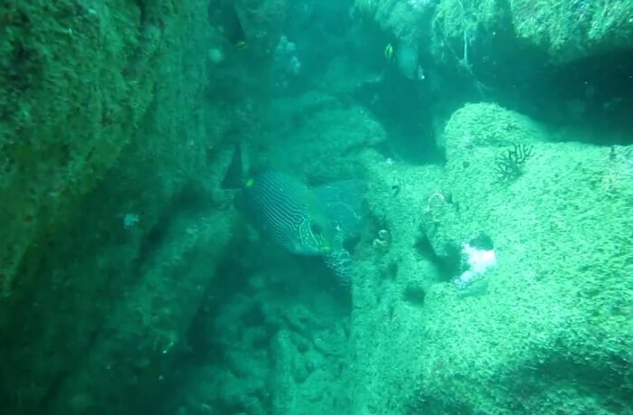 Goda Gala Diyamba