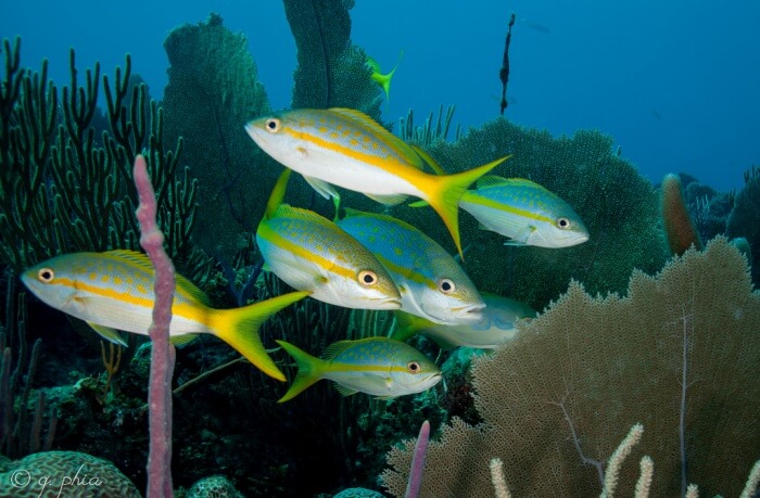 Gorgonian Garden