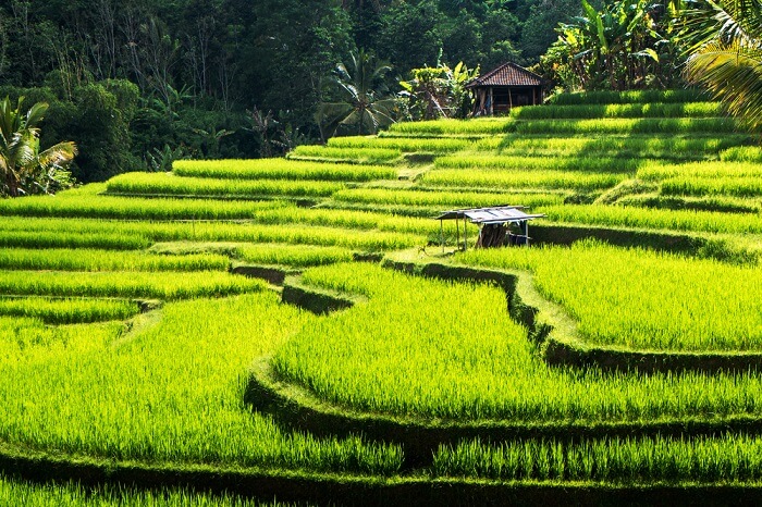 Hasil gambar untuk Jatiluwih Rice Field