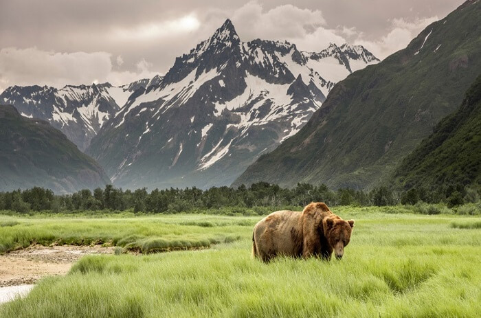 Grizzly Bear