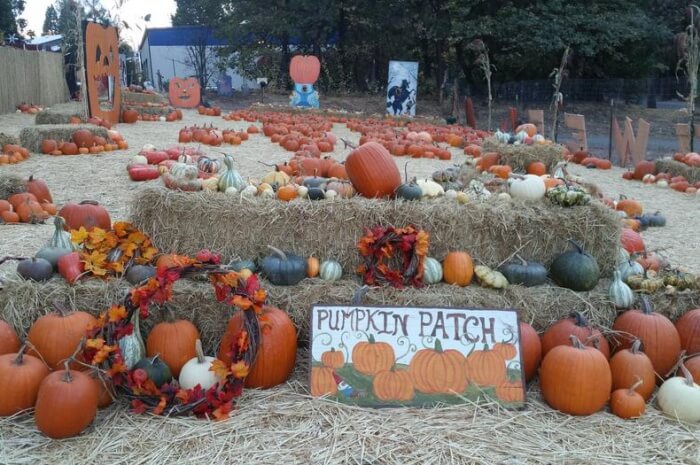 Haunted Pumpkin Festival