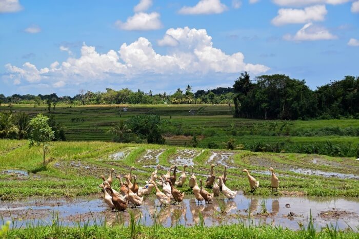 Indonesia Rice Fields Landscape Bali Travel