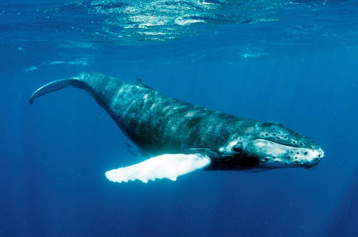 Humpback Whales