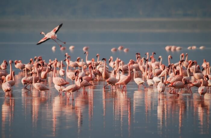 Beautiful birds on water