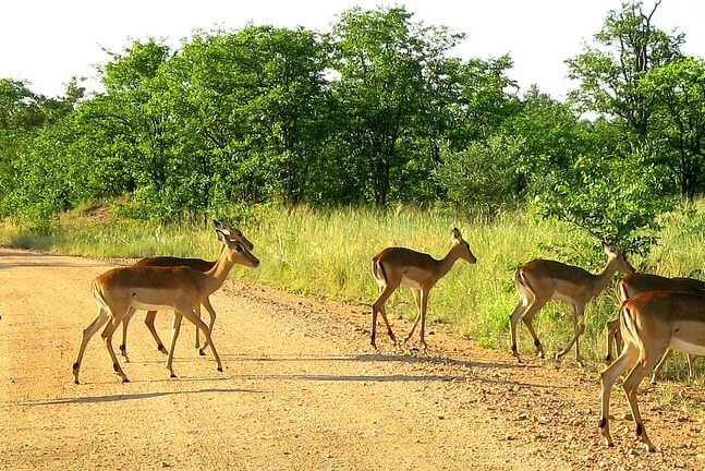 Kruger National Park