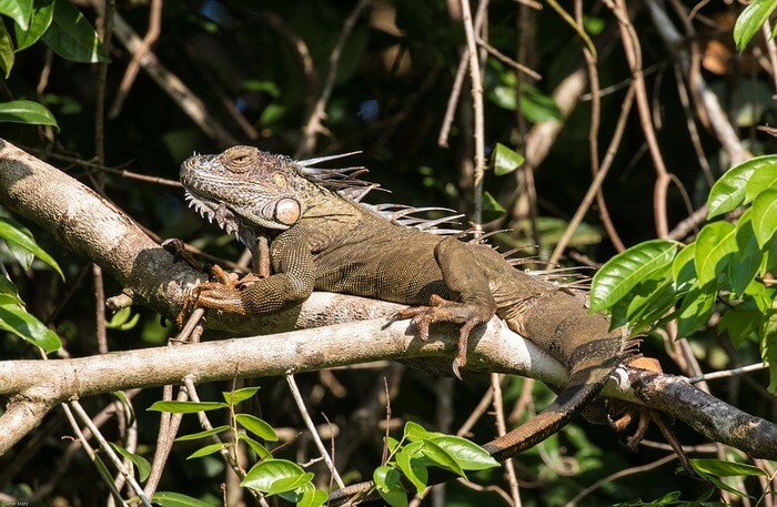 Reptile Tropics Lizard