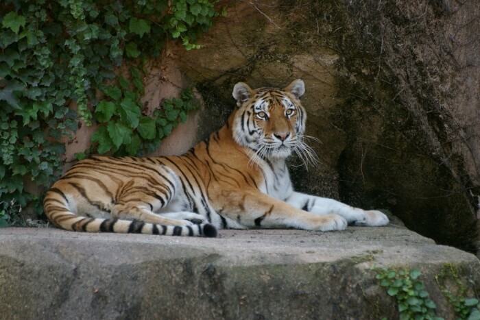Lincoln Park Zoo