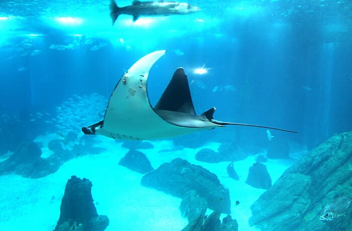 Lisbon Oceanarium