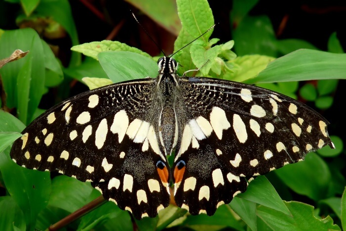 Love Butterflies