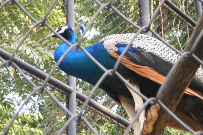 Malabon-Zoo