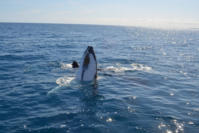 Marine Mammal Eco Safari