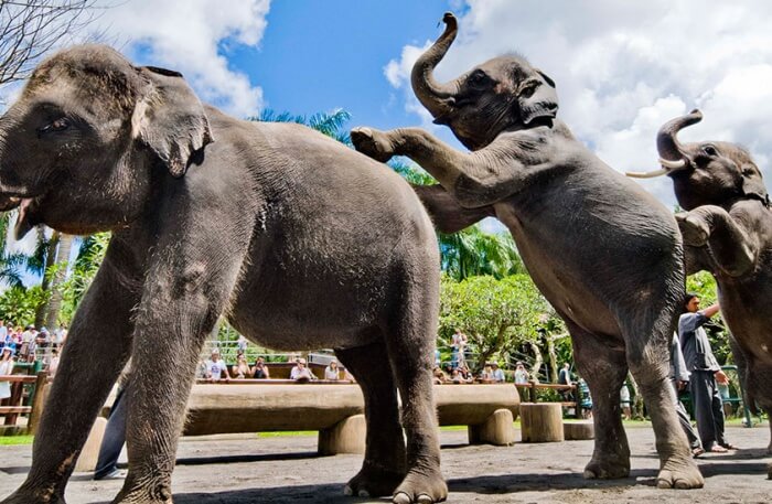 Elephant statue