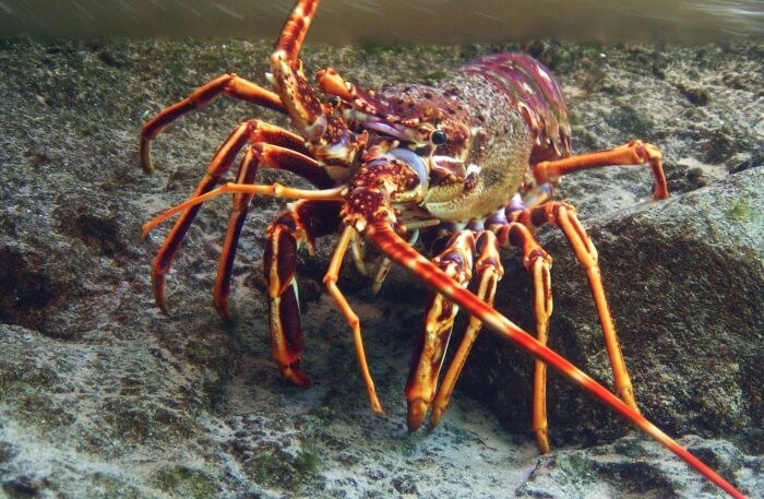 Mount-Desert-Oceanarium
