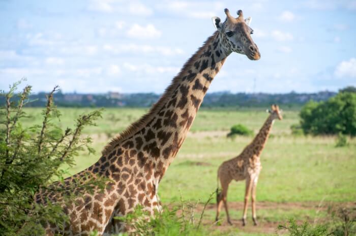 Nairobi National Park