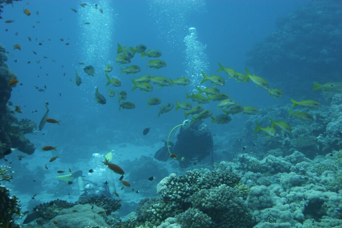 Small fish under sea water
