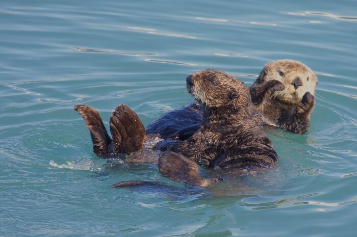 Northern Sea Otter
