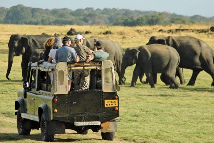 Phezulu Safari