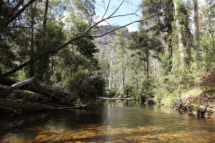 Pierces Pass to Blue Gum Forest