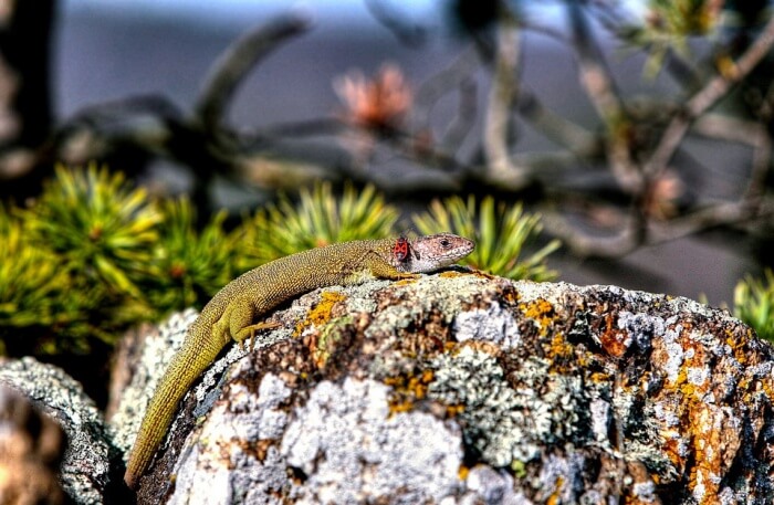 Colourful lizard view