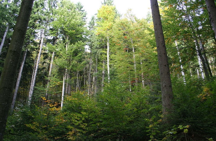 Primeval Forest National Park