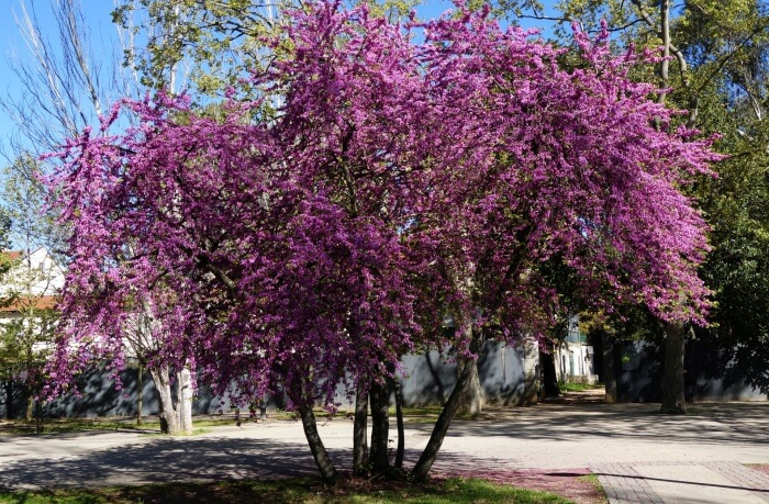 Quinta das Conchas e dos Lilales