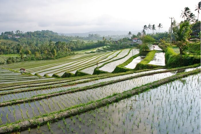 Rice terraces