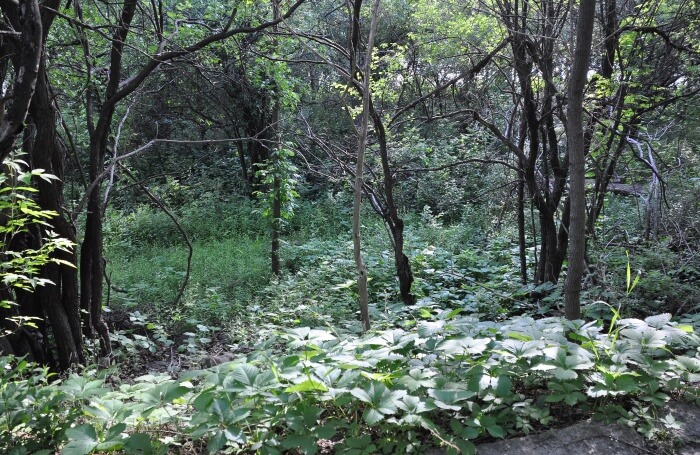 Rideau Trail
