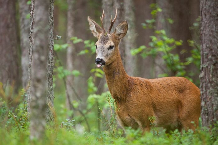 Roe Deer