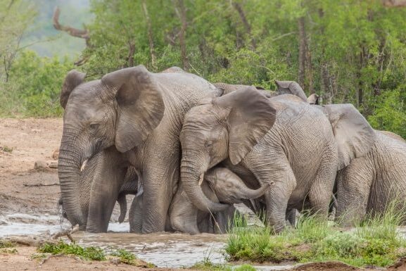 Safari at the Hluhluwe & Imfolozi National Park
