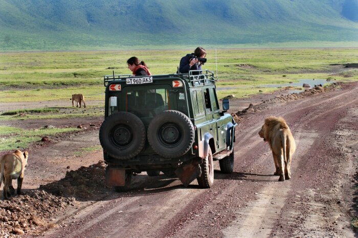 does cape town have safaris