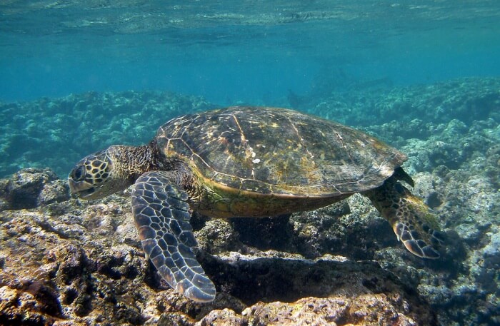 Turtle Walk view